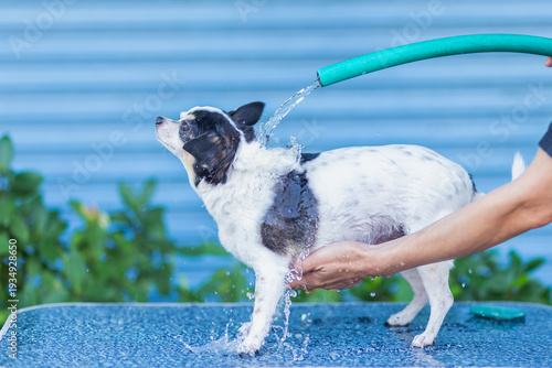 The dog is being bathed. Cleaning up a cute pet. Blurry, soft focus, spot focus, shallow depth of field.