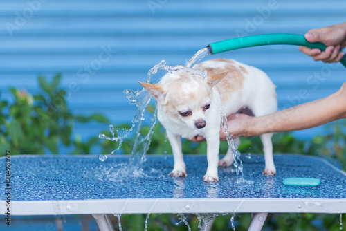 The dog is being bathed. Cleaning up a cute pet. Blurry, soft focus, spot focus, shallow depth of field.