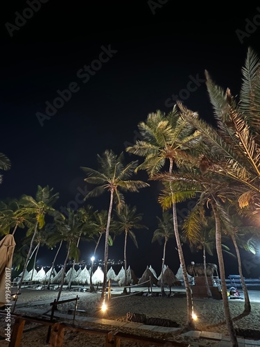 palm trees at night