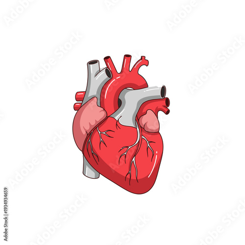 Detailed illustration of a human heart with visible chambers and blood vessels on a white background