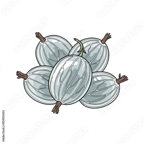 Gooseberries with translucent skin in minimalistic vector illustration, cool neutral color palette for botanical food design