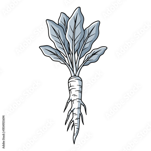 Horseradish root with leafy top vector illustration in minimalistic style