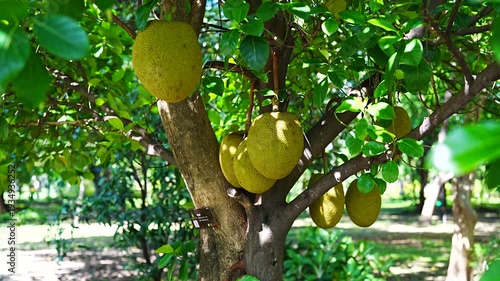 Group of Large Jackfruits Hanging on Tree Branch in Tropical Orchard