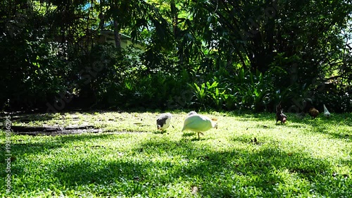 Group of Guineafowl and Chickens Foraging on Sunny Green Lawn in Rural Farm