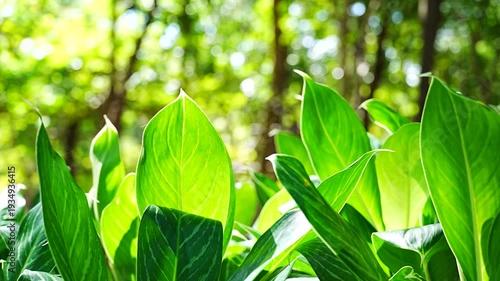 Vibrant Green Foliage Under Bright Morning Sunlight: Nature and Ecology Concept