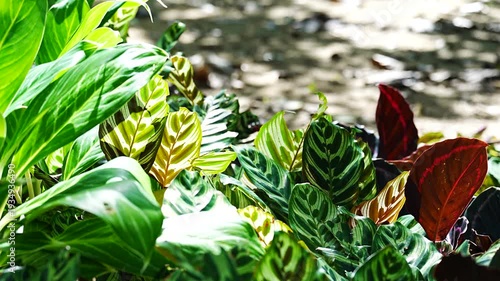 Exotic Tropical Calathea Leaves with Beautiful Patterns in Sun-Drenched Garden