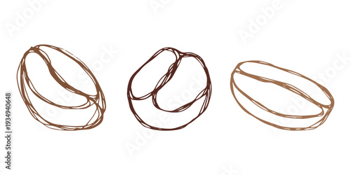 Set of hand drawn fresh roasted coffee bean Arabica robusta seed doodle Single element for design print packaging label decor
