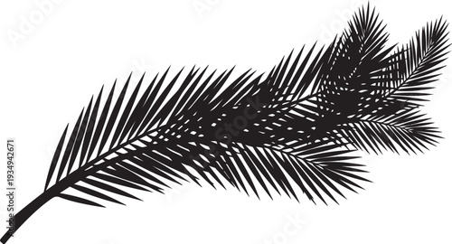 Black silhouette of a palm leaf on white background