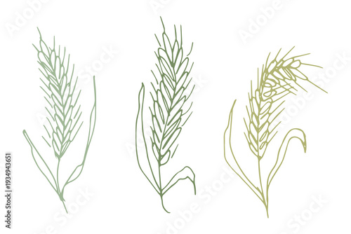 Set of hand drawn cereal wheat oat rye barley rice ears spikelet clipart Organic wheat bread agriculture farming harvest healthy food Single element for design print packaging label decor