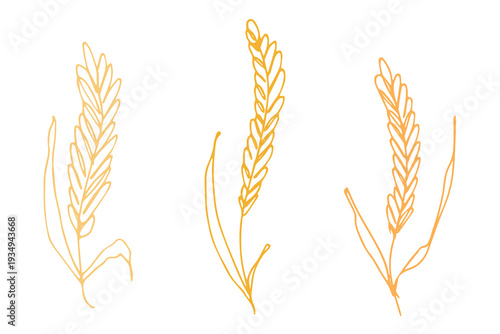 Set of hand drawn cereal wheat oat rye barley rice ears spikelet clipart Organic wheat bread agriculture farming harvest healthy food Single element for design print packaging label decor