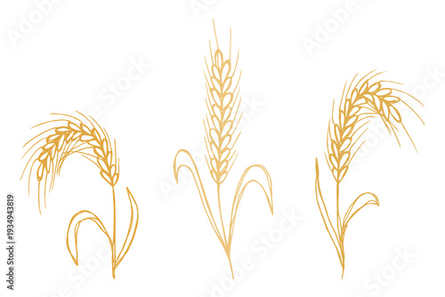 Set of hand drawn cereal wheat oat rye barley rice ears spikelet clipart Organic wheat bread agriculture farming harvest healthy food Single element for design print packaging label decor