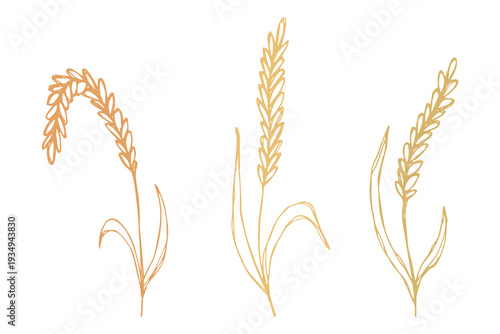Set of hand drawn cereal wheat oat rye barley rice ears spikelet clipart Organic wheat bread agriculture farming harvest healthy food Single element for design print packaging label decor