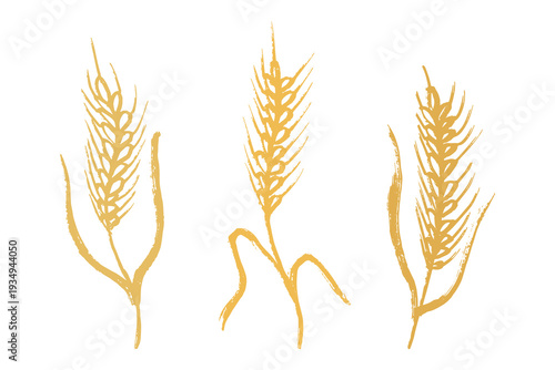 Set of hand drawn cereal wheat oat rye barley rice ears spikelet clipart Organic wheat bread agriculture farming harvest healthy food Single element for design print packaging label decor