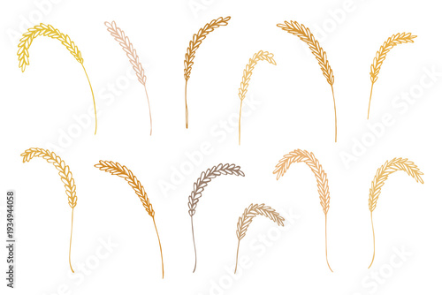 Set of hand drawn cereal wheat oat rye barley rice ears spikelet clipart Organic wheat bread agriculture farming harvest healthy food Single element for design print packaging label decor