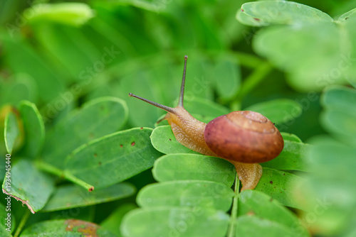 Snail crawling on a vibrant green leaf in a garden