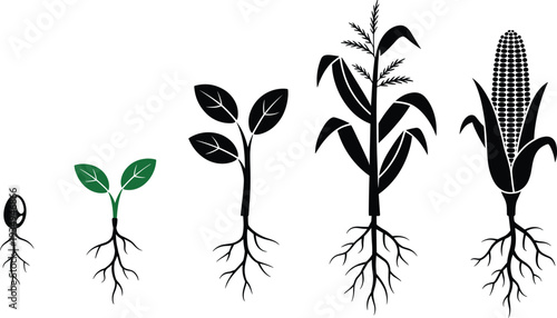 Corn plant growth stages diagram, maize lifecycle from seed germination to mature ear crop agriculture vector illustration
