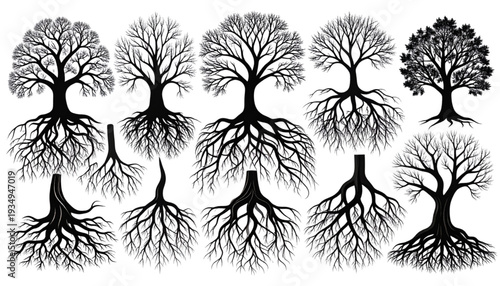 Ancient tree lineage depicted through generations of branching diagrams isolated on transparent background