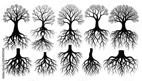 Illustrations of diverse tree root systems and their underground structures isolated on transparent background
