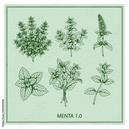 Hand drawn fresh mint leaves and branches: botanical vector set version 2.0