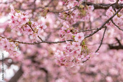 満開の河津桜のクローズアップ