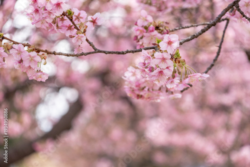 満開の河津桜のクローズアップ