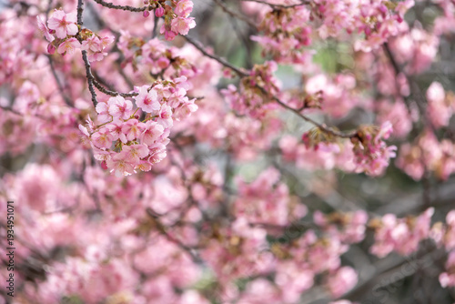 満開の河津桜のクローズアップ