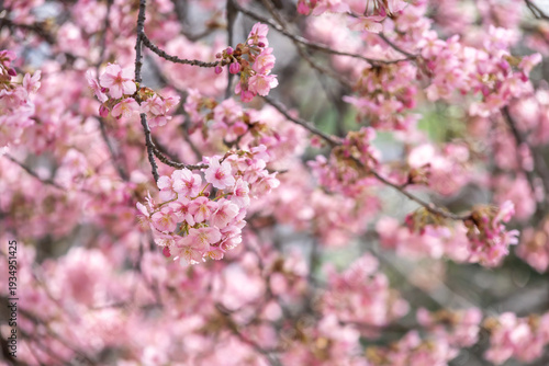 満開の河津桜のクローズアップ