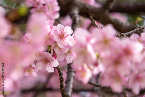 満開の河津桜のクローズアップ