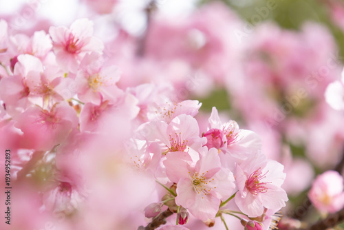 満開の河津桜のクローズアップ