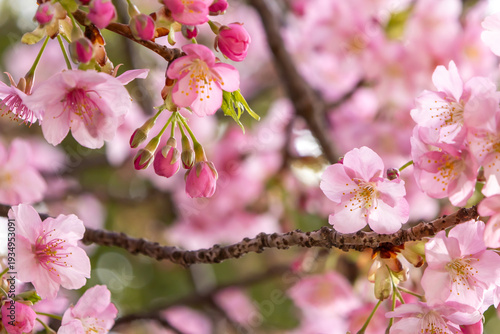 満開の河津桜のクローズアップ
