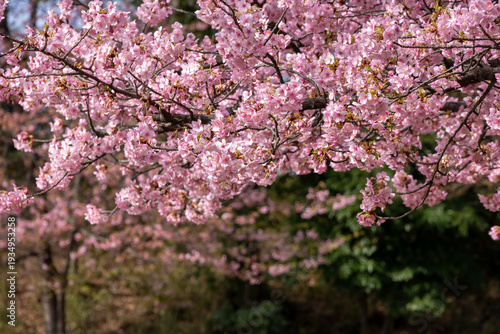 満開の河津桜のクローズアップ