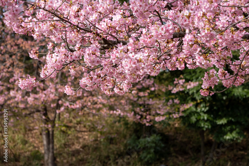 満開の河津桜のクローズアップ