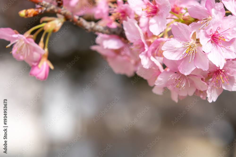 Obraz premium 満開の河津桜のクローズアップ