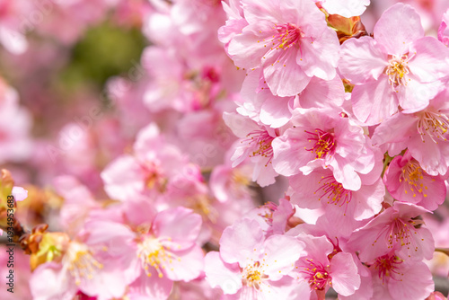 満開の河津桜のクローズアップ