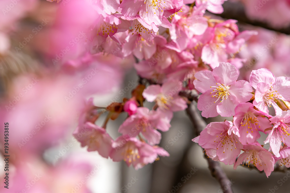 Obraz premium 満開の河津桜のクローズアップ