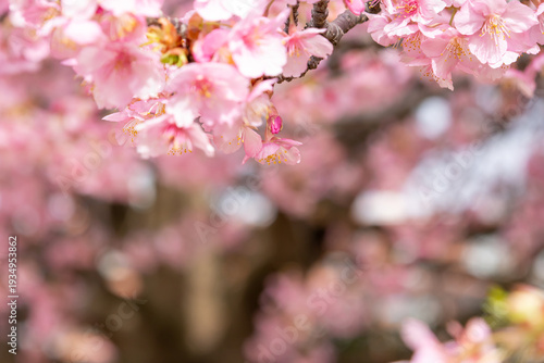 満開の河津桜のクローズアップ