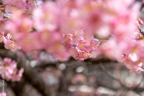 満開の河津桜のクローズアップ