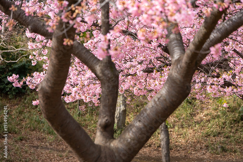 満開の河津桜のクローズアップ