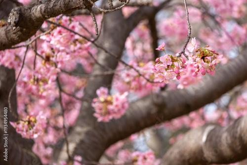満開の河津桜のクローズアップ