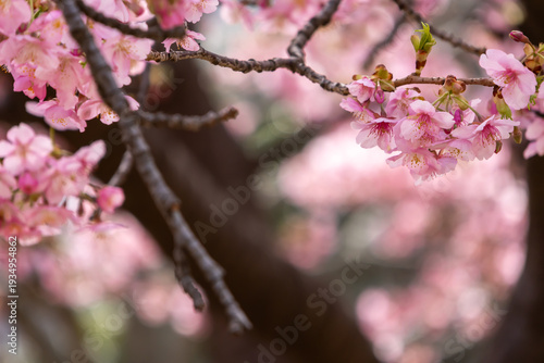 満開の河津桜のクローズアップ