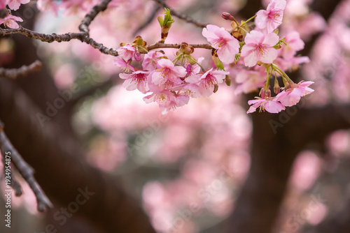 満開の河津桜のクローズアップ