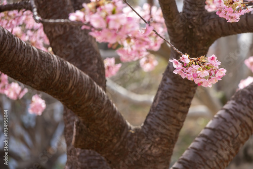満開の河津桜のクローズアップ