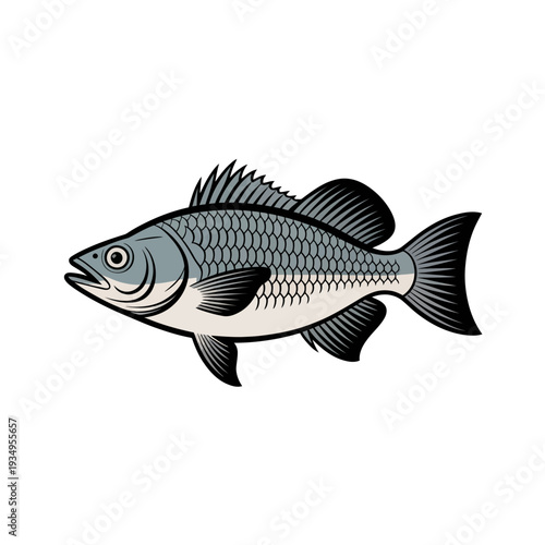 Gray fish with white belly and black fins scales