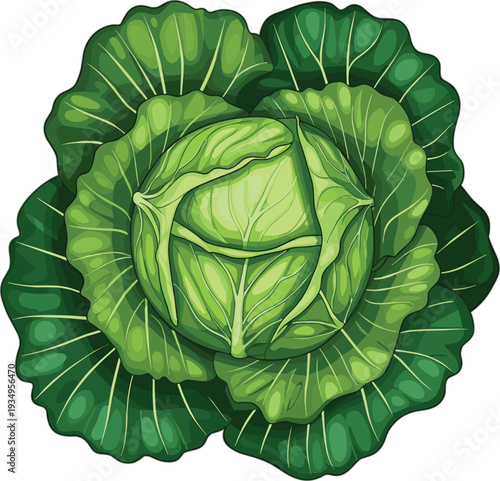 "Top‑down illustration of fresh green cabbage with layered leaves, visible veins, round head, showcasing botanical detail, healthy vegetable design, and natural organic texture"