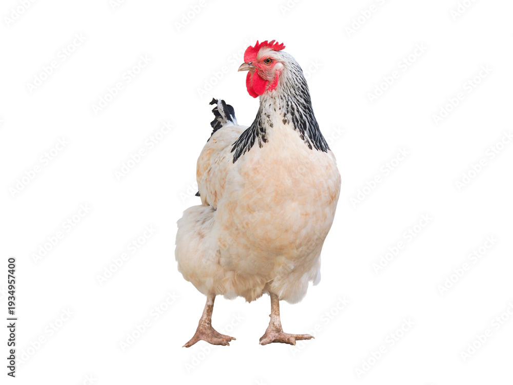 Fototapeta premium White chicken hen with black neck, chickens are economically important animal that is popular raise worldwide, cutout concept for farm, yard or chicken run, isolated object on transparent background.