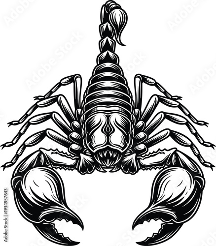 Detailed black and white vector illustration of a scorpion with large pincers and raised stinger, desert arachnid wildlife, and tattoo.