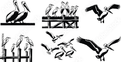 Black and white silhouette illustrations of pelicans and herons flying, perching on wooden pier posts, and aquatic coastal wildlife bird set.