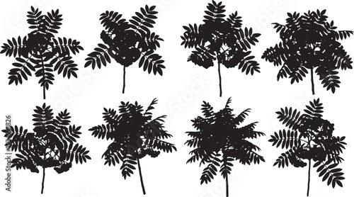 Black Solid Mountain Ash Rowan Tree Silhouettes Set of Six on White Background
