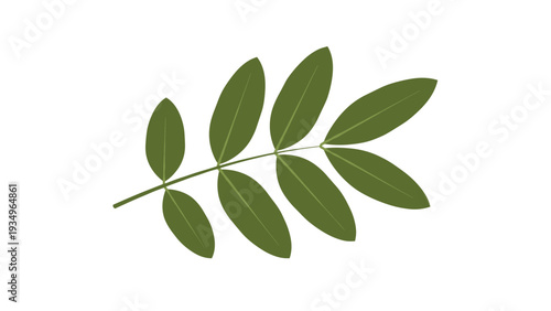Simple illustration of a green leafy branch with multiple oval leaves arranged along a stem isolated on a plain white background.