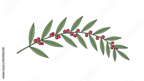 Long horizontal green branch with many small leaves and clusters of tiny red berries isolated on a clean white background.